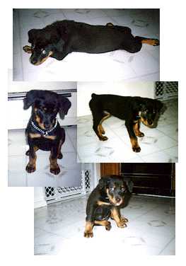Photos of Sherman, Olivia Stillwell's Puppy